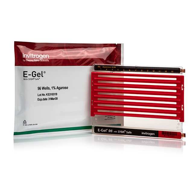 E-Gel&trade; 96 琼脂糖凝胶，内含 SYBR&trade; Safe DNA 凝胶染色剂，1%