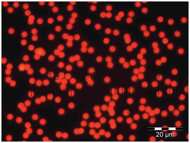 染红水性荧光微粒