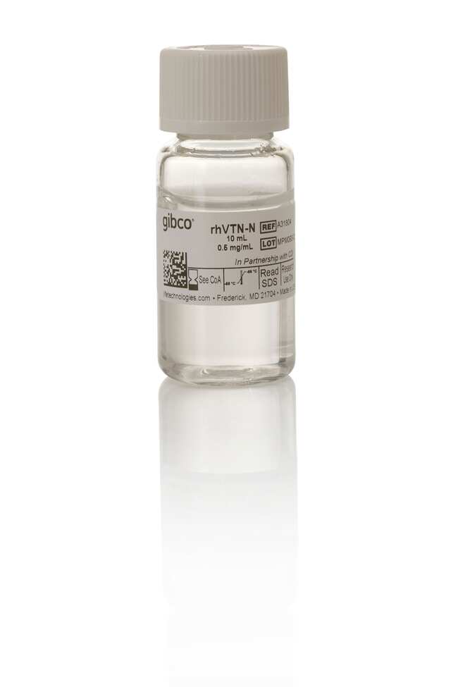 Vitronectin (VTN-N) Recombinant Human Protein, Truncated