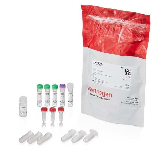 LysoLight&trade; Antibody Labeling Kits