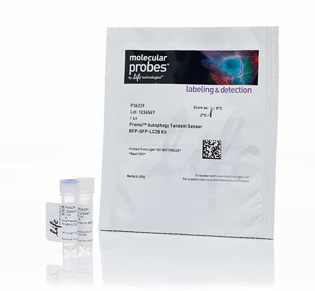 含传感器 LC3B、p62 或串联传感器 RFP-GFP-LC3B 的 Premo 自噬检测试剂盒