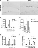 BrdU Antibody in Immunohistochemistry (Frozen) (IHC (F))