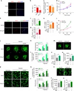 BrdU Antibody in Immunocytochemistry (ICC/IF)