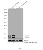 Caveolin 1 Antibody