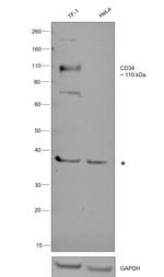 CD34 Antibody in Western Blot (WB)