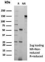 N-Cadherin/Cadherin-2/CD325 (NCAD) Antibody in Western Blot (WB)