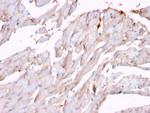 N-Cadherin/Cadherin-2/CD325 (NCAD) Antibody in Immunohistochemistry (Paraffin) (IHC (P))