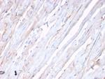 N-Cadherin/Cadherin-2/CD325 (NCAD) Antibody in Immunohistochemistry (Paraffin) (IHC (P))