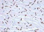 N-Cadherin/Cadherin-2/CD325 (NCAD) Antibody in Immunohistochemistry (Paraffin) (IHC (P))