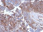 N-Cadherin/Cadherin-2/CD325 (NCAD) Antibody in Immunohistochemistry (Paraffin) (IHC (P))