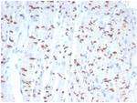 N-Cadherin/Cadherin-2/CD325 (NCAD) Antibody in Immunohistochemistry (Paraffin) (IHC (P))