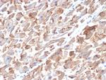 N-Cadherin/Cadherin-2/CD325 (NCAD) Antibody in Immunohistochemistry (Paraffin) (IHC (P))