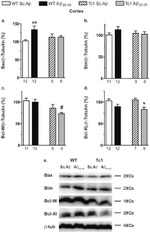 Bcl-W Antibody in Western Blot (WB)