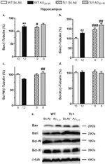 Bcl-W Antibody in Western Blot (WB)