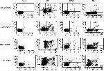 CD4 Antibody in Flow Cytometry (Flow)