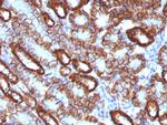 Ksp-Cadherin (Kidney-Specific Cadherin)/CDH16 Antibody in Immunohistochemistry (Paraffin) (IHC (P))