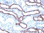 Ksp-Cadherin (Kidney-Specific Cadherin)/CDH16 Antibody in Immunohistochemistry (Paraffin) (IHC (P))