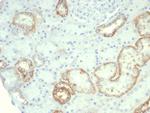 Ksp-Cadherin (Kidney-Specific Cadherin)/CDH16 Antibody in Immunohistochemistry (Paraffin) (IHC (P))