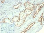 Ksp-Cadherin (Kidney-Specific Cadherin)/CDH16 Antibody in Immunohistochemistry (Paraffin) (IHC (P))