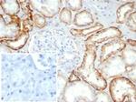 Ksp-Cadherin (Kidney-Specific Cadherin)/CDH16 Antibody in Immunohistochemistry (Paraffin) (IHC (P))