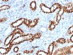 Ksp-Cadherin (Kidney-Specific Cadherin)/CDH16 Antibody in Immunohistochemistry (Paraffin) (IHC (P))