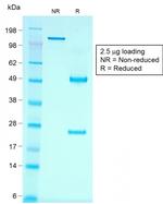 Ksp-Cadherin (Kidney-Specific Cadherin)/CDH16 Antibody in SDS-PAGE (SDS-PAGE)