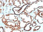 Ksp-Cadherin/ CDH16 (Renal Cell Marker) Antibody in Immunohistochemistry (Paraffin) (IHC (P))