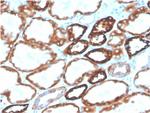 Ksp-Cadherin/ CDH16 (Renal Cell Marker) Antibody in Immunohistochemistry (Paraffin) (IHC (P))