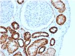 Ksp-Cadherin/CDH16 Antibody in Immunohistochemistry (Paraffin) (IHC (P))