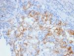 Ksp-Cadherin/CDH16 Antibody in Immunohistochemistry (Paraffin) (IHC (P))