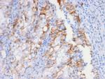 Ksp-Cadherin/CDH16 Antibody in Immunohistochemistry (Paraffin) (IHC (P))