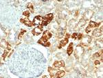 Ksp-Cadherin/CDH16 (Renal Cell Marker) Antibody in Immunohistochemistry (Paraffin) (IHC (P))