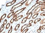 Ksp-Cadherin (Kidney-Specific Cadherin)/CDH16 Antibody in Immunohistochemistry (Paraffin) (IHC (P))