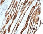 Ksp-Cadherin (Kidney-Specific Cadherin)/CDH16 Antibody in Immunohistochemistry (Paraffin) (IHC (P))