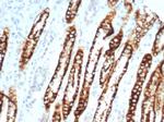 Ksp-Cadherin (Kidney-Specific Cadherin)/CDH16 Antibody in Immunohistochemistry (Paraffin) (IHC (P))