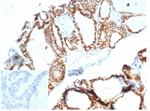 Ksp-Cadherin (Kidney-Specific Cadherin)/CDH16 Antibody in Immunohistochemistry (Paraffin) (IHC (P))