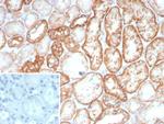 Ksp-Cadherin (Kidney-Specific Cadherin)/CDH16 Antibody in Immunohistochemistry (Paraffin) (IHC (P))