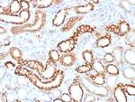 Ksp-Cadherin (Kidney-Specific Cadherin)/CDH16 Antibody in Immunohistochemistry (Paraffin) (IHC (P))