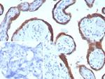 EBI3/Epstein-Barr virus induced 3 Antibody in Immunohistochemistry (Paraffin) (IHC (P))