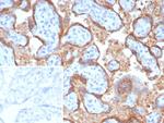 EBI3/Epstein-Barr virus induced 3 Antibody in Immunohistochemistry (Paraffin) (IHC (P))