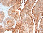 Cadherin 17/LI Cadherin (Liver-Intestine Marker) Antibody in Immunohistochemistry (Paraffin) (IHC (P))