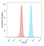 CEBPZ Antibody in Flow Cytometry (Flow)