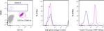 Tmem119 Antibody