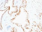 p27Kip1 (Mitotic Inhibitor/Suppressor Protein) Antibody in Immunohistochemistry (Paraffin) (IHC (P))