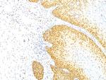 p27Kip1 (Mitotic Inhibitor/Suppressor Protein) Antibody in Immunohistochemistry (Paraffin) (IHC (P))