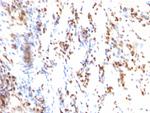 p27Kip1 (Mitotic Inhibitor/Suppressor Protein) Antibody in Immunohistochemistry (Paraffin) (IHC (P))