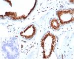 p27Kip1 (Mitotic Inhibitor/Suppressor Protein) Antibody in Immunohistochemistry (Paraffin) (IHC (P))