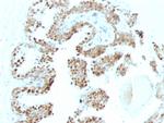 p57Kip2 (Mitotic Inhibitor/Suppressor Protein) Antibody in Immunohistochemistry (Paraffin) (IHC (P))