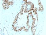 p57Kip2 (Mitotic Inhibitor/Suppressor Protein) Antibody in Immunohistochemistry (Paraffin) (IHC (P))