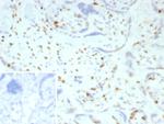 p57Kip2 (Mitotic Inhibitor/Suppressor Protein) Antibody in Immunohistochemistry (Paraffin) (IHC (P))